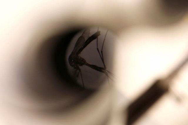 Brasil lança primeiro teste do vírus Zika que dá resultado em 20 minutos