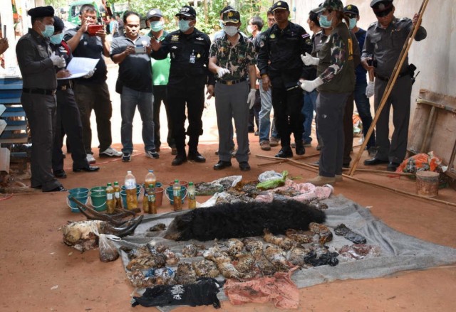 Encontradas 40 crias de tigres mortas num templo