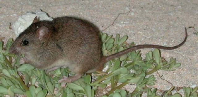 Primeiro mamífero extinto devido ao aquecimento global é um roedor australiano