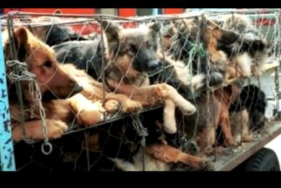Festival de carne de cão na China começa hoje apesar dos protestos internacionais