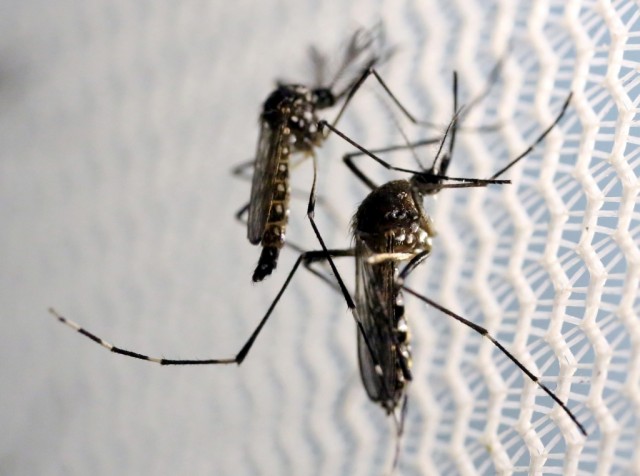 Cabo Verde regista 11 casos de microcefalia associados ao vírus Zika