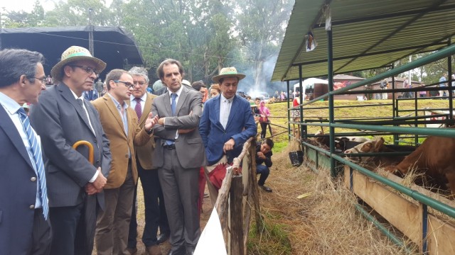 Estação Zootécnica do Porto Moniz vai criar vacas limusine