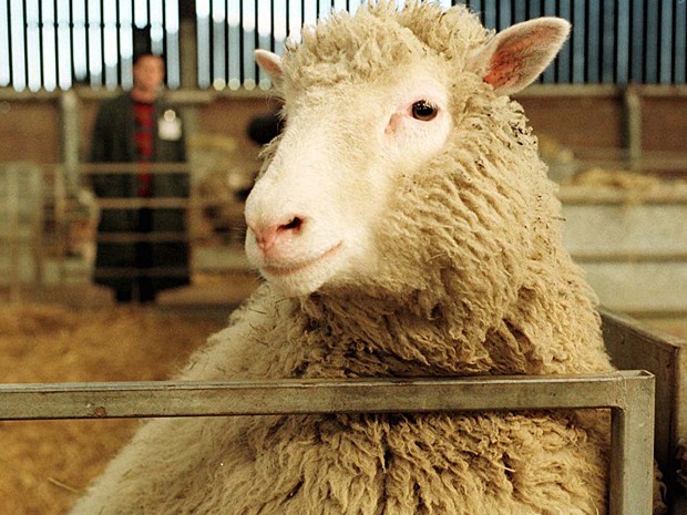 Dolly nasceu há 20 anos, não há clones humanos e a tecnologia ajudou a conhecer doenças