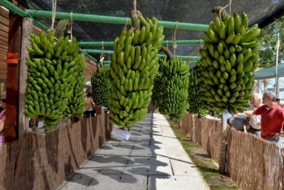 Cultura da banana da Madeira promovida este fim de semana na Madalena do Mar
