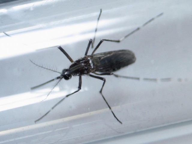 Estudo revela que vírus Zika deve acabar dentro de três anos