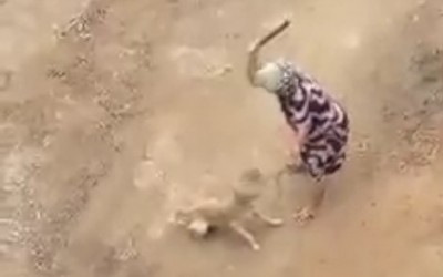 Cão espancado por idosa no Brasil