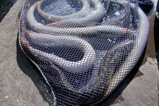 Pescadores alertam para escassez de linguados e enguias no Estuário do Sado
