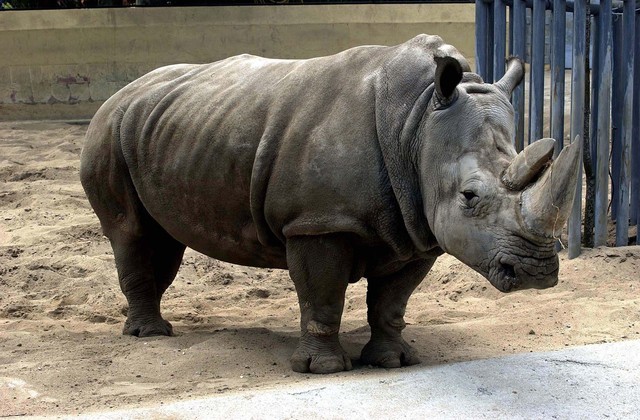 Chinês detido na África do Sul com 10 chifres de rinoceronte