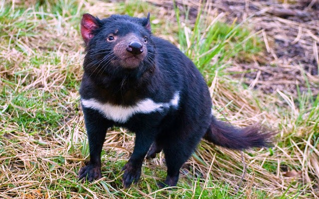 Diabos da Tasmânia evoluem para resistir a cancro que os ameaça de extinção