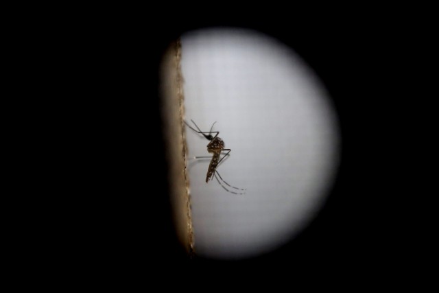 Um terço da população mundial vive em áreas propícias à propagação do virus zika
