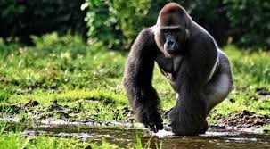 Maiores gorilas do mundo a um passo da extinção