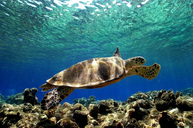 Uma centena de tartarugas capturadas em Cabo Verde desde Julho
