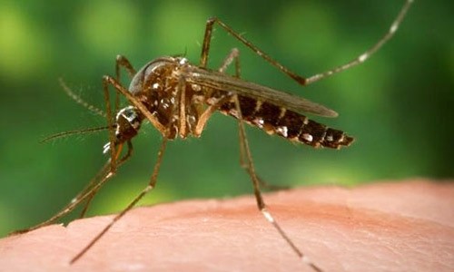 Zika pode provocar lesões neurológicas mesmo nas últimas semanas de gestação