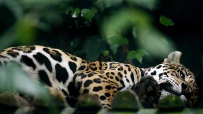 Actividade humana leva animais a viverem mais de noite para não se cruzarem com pessoas