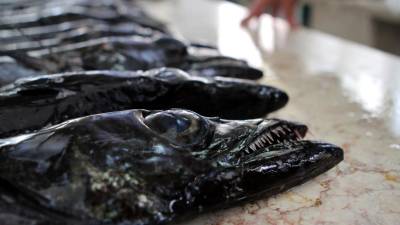 Actuais quotas da pesca do peixe-espada preto em causa
