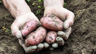 Alimentação 100% biológica em 2050 só é possível com alterações na dieta