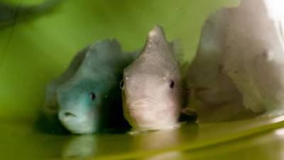 Alimentar peixes de aquacultura com algas aumenta taxa de sobrevivência