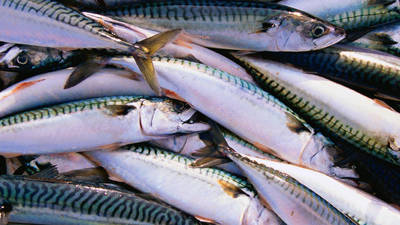 Alterações climáticas forçam mudança de ‘habitat’ de peixes potenciando conflitos entre países