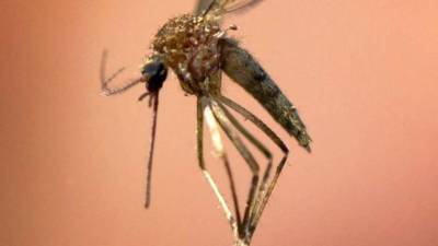 Alterações climáticas levam ao aumento dos mosquistos da Malária, mas doença em Portugal é “altamente improvável”