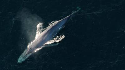 Alterações climáticas vão mudar cor dos oceanos