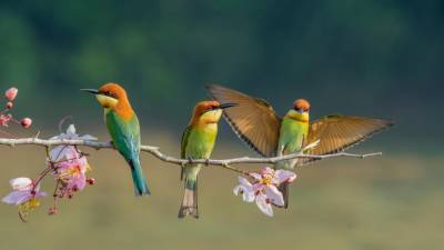 Ambientalistas queixam-se de Portugal à Comissão Europeia por não proteger aves