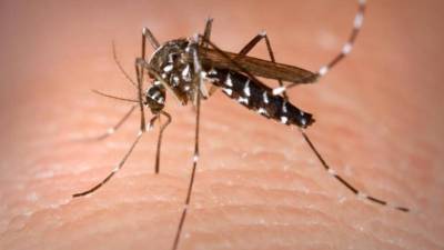 América latina em alerta após registar dois milhões de casos de Dengue