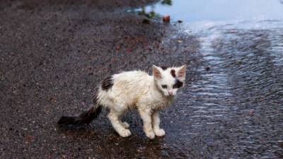 Animalife quer apoio às famílias carenciadas com animais para evitar abandonos