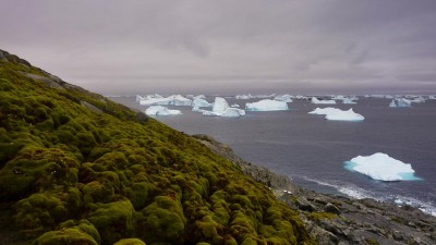 Antártida está tornar-se verde devido a alterações climáticas