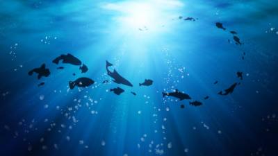 Aquecimento global está a tornar doentios os oceanos do mundo