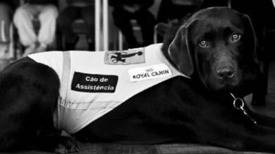 Associação de cães de assistência do Porto alarga oferta a crianças autistas