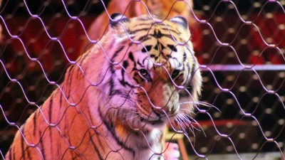 Ativistas alertam para maus-tratos animais, circo diz que os trata com festinhas