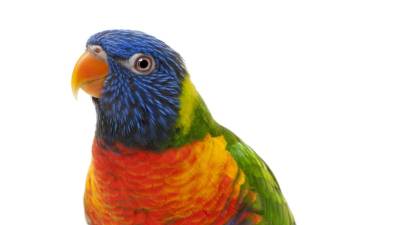 Atrasos na proibição do comércio colocam muitos animais selvagens em risco
