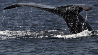 Austrália condena Japão por caça de baleias no Oceano Antártico