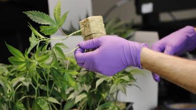 Austrália vai autorizar exportação de canábis medicinal