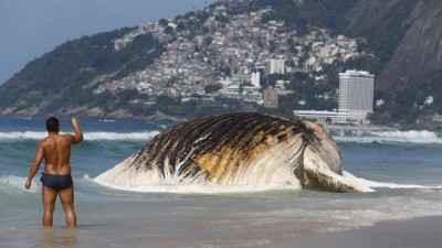 Baleia morta encalha em praia no Rio de Janeiro