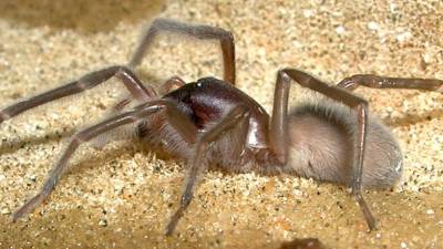 Bob Marley dá nome a nova espécie de aranha na Austrália
