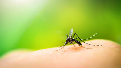 Brasil irá aplicar em 2020 técnica que esteriliza o mosquito do zika e dengue
