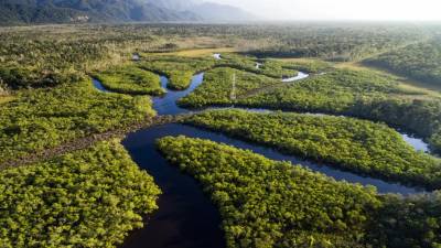 Brasil é o país que perdeu maior área de florestas tropicais primárias