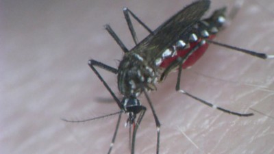Brasil teve quase 2 milhões de casos de Dengue, Zika e Chikungunya em 2016