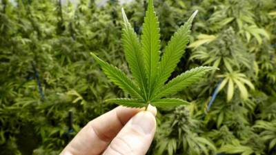 Canadá estuda modelo português de descriminalização do consumo de drogas