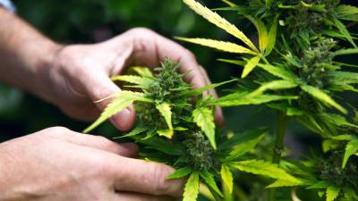 Canábis será legal no Canadá a 17 de Outubro
