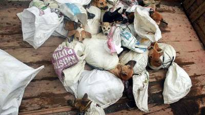 Celebridades apelam para proibição do comércio de carne de cão e gato na Indonésia