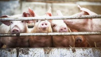 China abateu mais de um milhão de porcos devido a peste suína