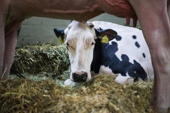 China confirma interdição de carne de vaca do Brasil