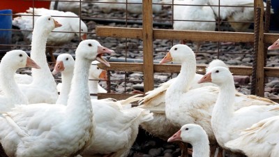 China descobre nova mutação do vírus H7N9