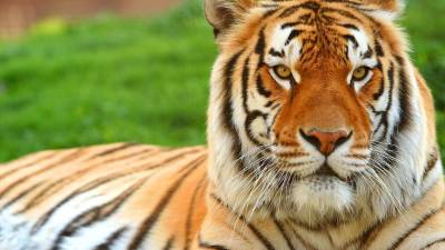 China elimina interdição do comércio de partes de tigre e rinoceronte