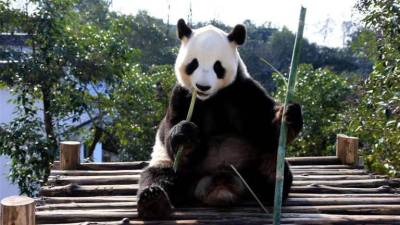 China vai abrir parque para pandas com quase um quinto da dimensão de Portugal