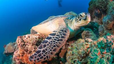 Chineses detidos em Luanda por tráfico e comercialização de tartarugas marinhas