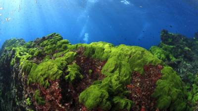 Cientistas alertam para papel de algas marinhas na redução de emissões de metano