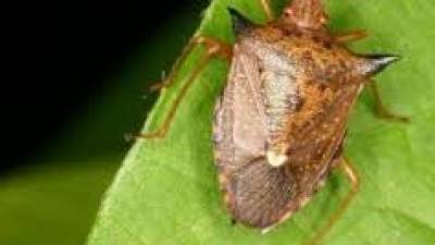 Cientistas alertam para perigos do percevejo asiático que pode invadir Portugal